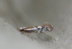 Downland Argent (Argyresthia abdominalis)