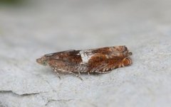 Nut Bud Moth (Epinotia tenerana)