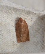 Rose Tortrix (Archips rosana)