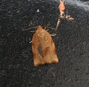 Rose Tortrix (Archips rosana)