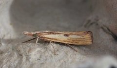 Barred Grass-veneer (Agriphila inquinatella)