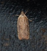 Dark-fringed Flat-body (Agonopterix nervosa)