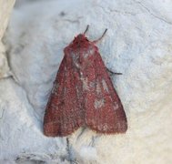 Neglected Rustic (Xestia castanea)