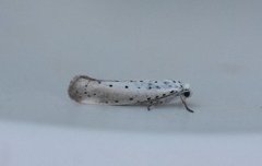 Orchard Ermine (Yponomeuta padella)