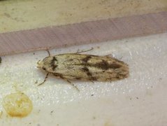 Black-dotted Groundling (Stenolechia gemmella)