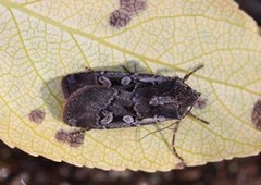 Square-spot Dart (Euxoa obelisca)