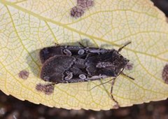 Obeliskjordfly (Euxoa obelisca)