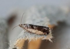 Small Birch Bell (Epinotia ramella)