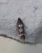 Caryocolum vicinella