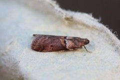 Liten eikesmalmott (Acrobasis consociella)