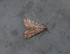 Flekkdammott (Elophila nymphaeata)