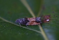 Raklekveldvikler (Epinotia nisella)