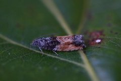 Raklekveldvikler (Epinotia nisella)
