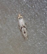 Black-dotted Groundling (Stenolechia gemmella)