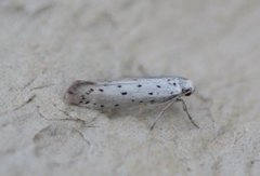 Orchard Ermine (Yponomeuta padella)