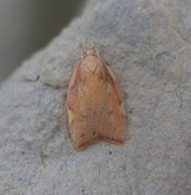 Long-horned Flat-body (Carcina quercana)