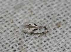 Black-dotted Groundling (Stenolechia gemmella)