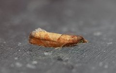 Augustkveldvikler (Epinotia solandriana)