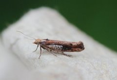 White-shouldered Smudge (Ypsolopha parenthesella)