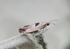 Small Birch Bell (Epinotia ramella)