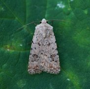 Pale Mottled Willow (Caradrina clavipalpis)