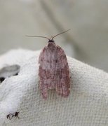 Lønnebladflatvikler (Acleris sparsana)