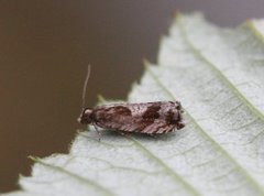 Tyttebærhakevikler (Rhopobota ustomaculana)