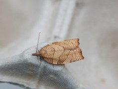 Chequered Fruit-tree Tortrix (Pandemis corylana)