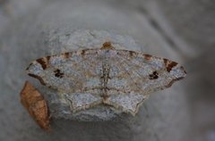 Peacock Moth (Macaria notata)