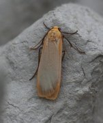 Buff Footman (Eilema depressa)