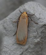 Barlavspinner (Eilema depressa)