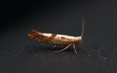 Cherry Fruit Moth (Argyresthia pruniella)