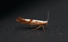 Kirsebærmøll (Argyresthia pruniella)