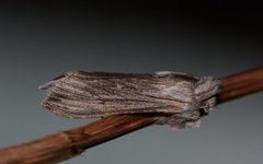 Vårhettefly (Cucullia chamomillae)