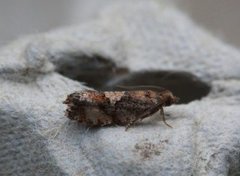 Spruce Bud Moth (Zeiraphera ratzeburgiana)