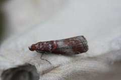 Rognesmalmott (Acrobasis advenella)