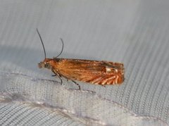 Red Piercer (Lathronympha strigana)