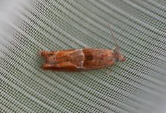 Nut Bud Moth (Epinotia tenerana)