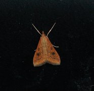 Rusty-dot Pearl (Udea ferrugalis)