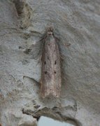Scotch Crest (Dichomeris juniperella)