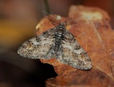 Ringed Carpet (Cleora cinctaria)