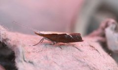 Honeysuckle Moth (Ypsolopha dentella)