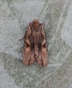 Brunt kappefly (Lithophane socia)