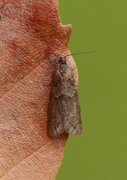 Winter Shade (Tortricodes alternella)
