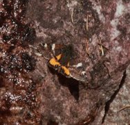 Orange Underwing (Archiearis parthenias)