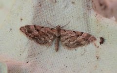 Spissvingedvergmåler (Eupithecia lanceata)