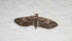 Vårdvergmåler (Eupithecia abbreviata)