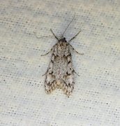 March Tubic (Diurnea fagella)
