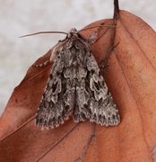Early Grey (Xylocampa areola)