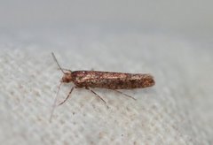 Variable Smudge (Ypsolopha ustella)